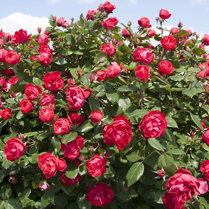 CHERRY BONICA® Meipeporia